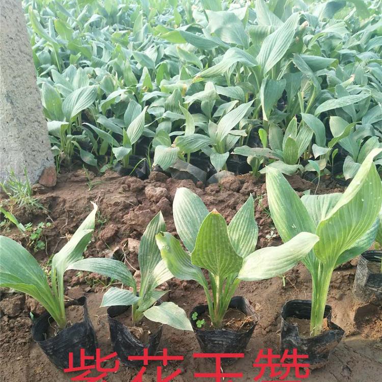 采购基地 紫花玉簪 山东紫花玉簪