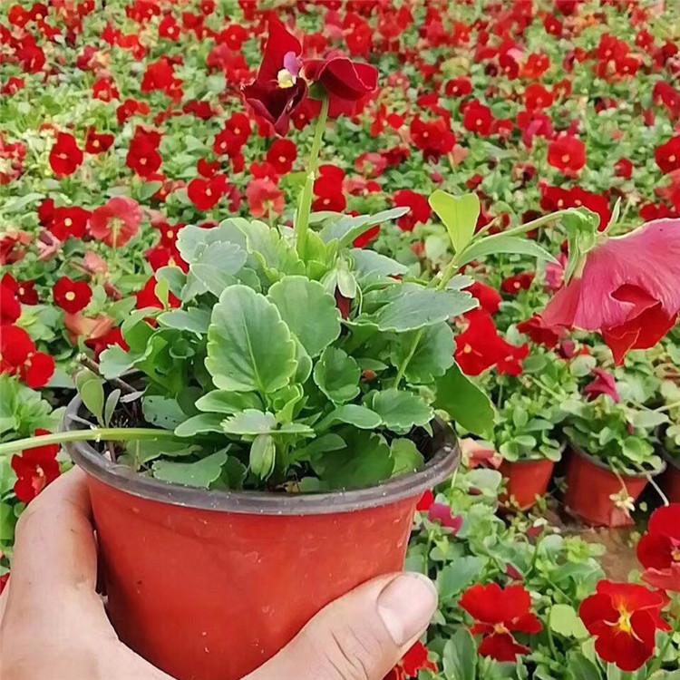 三色堇小苗批发价格 青州草花 青州三色堇小苗