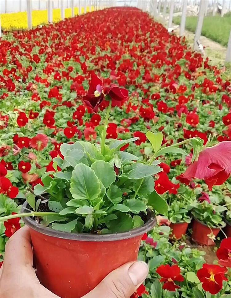 三色堇杯苗批发价格 多年生草本植物 青州三色堇杯苗