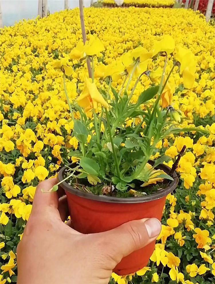 三色堇杯苗供货商 一二年宿根花卉 青州三色堇杯苗