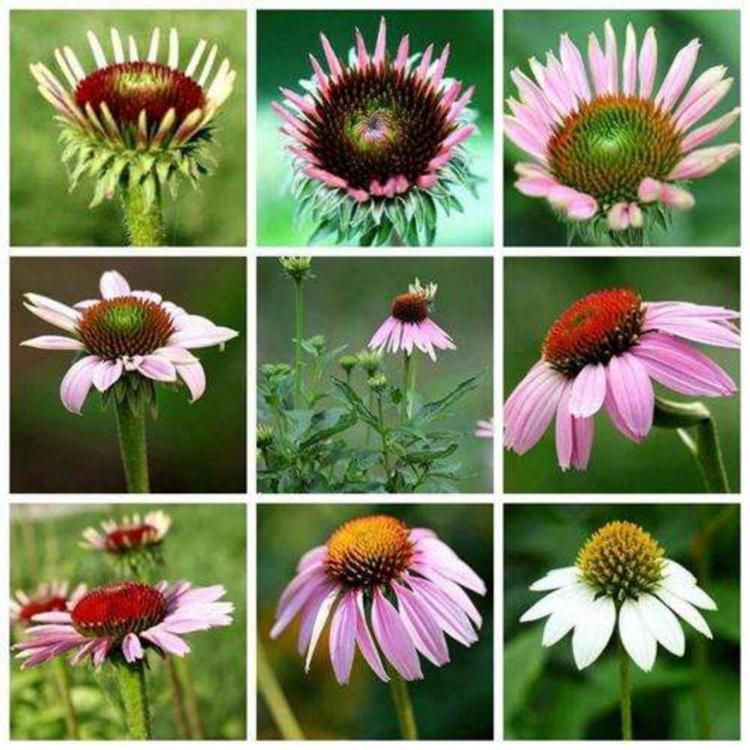 松果菊   松果菊基地   松果菊价格  松果菊图片    瀚泽