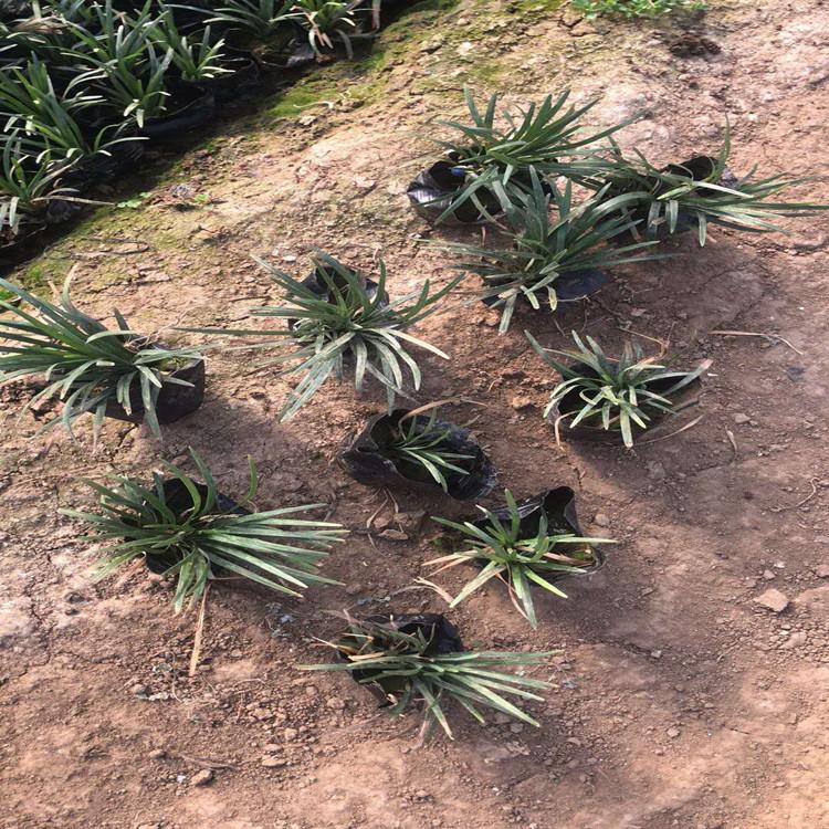 矮麦冬玉龙草矮麦冬价格玉龙草基地观赏草基地
