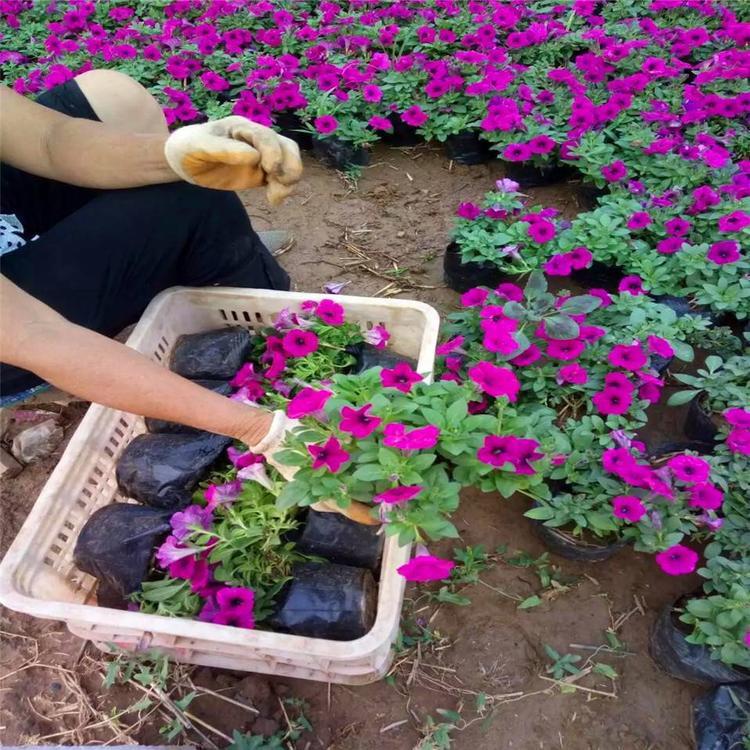 山东草花 矮牵牛基地 山东矮牵牛