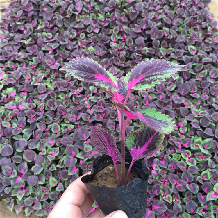地被绿化彩叶草 山东草花 青州地被绿化彩叶草