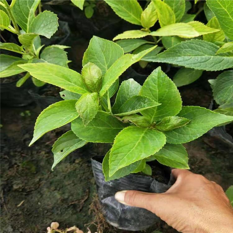 绣球基地绿化绣球价格观赏绣球种植批发绣球盆景盆栽好苗预定中