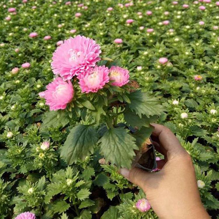 青州翠菊小苗 一二年宿根花卉 翠菊小苗种植基地