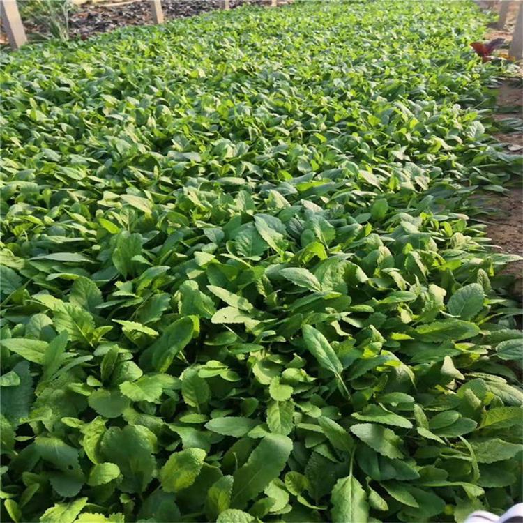 地被鼠尾草批发零售 鼠尾草常年供应