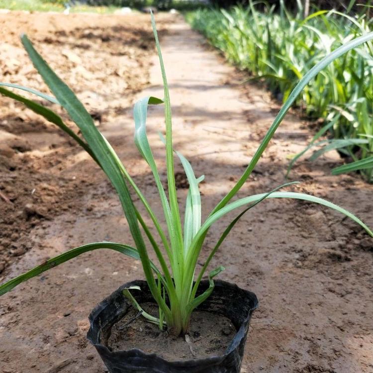 蛇鞭菊  蛇鞭菊基地  蛇鞭菊价格