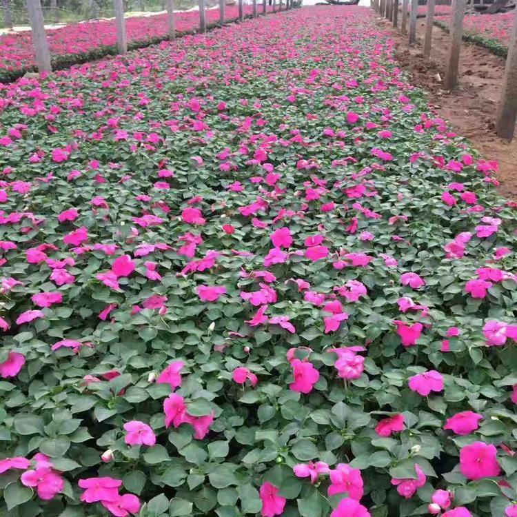 非洲凤仙价格 量大优惠 青州非洲凤仙
