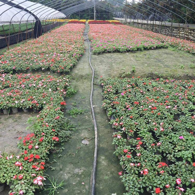 多年生草本植物 非洲凤仙小苗 青州非洲凤仙小苗批发