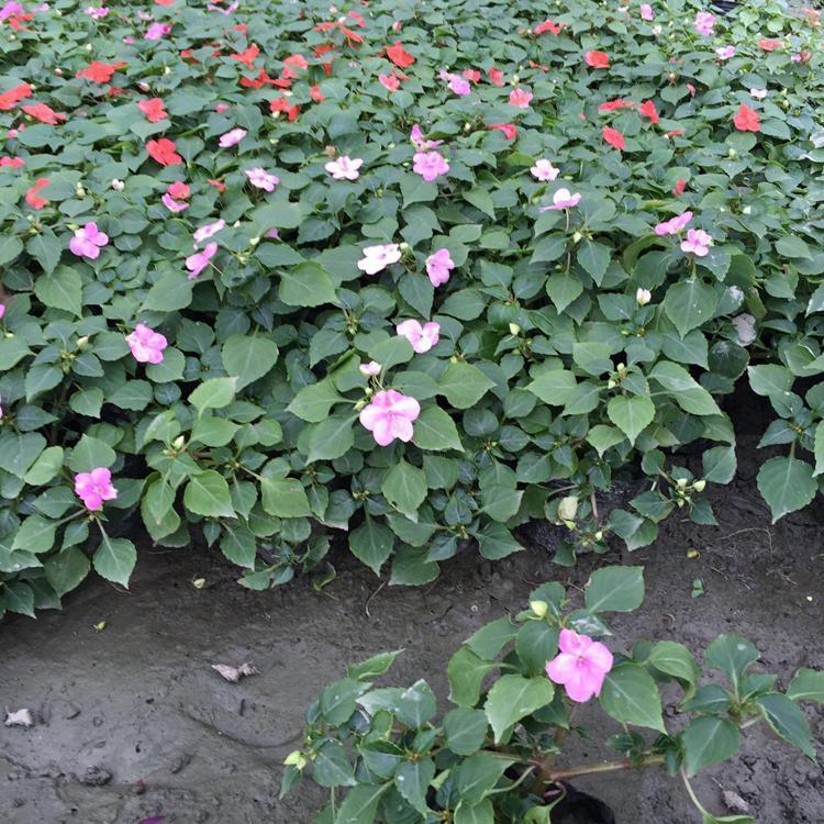 青州苗圃基地 非洲凤仙 青州非洲凤仙供应商
