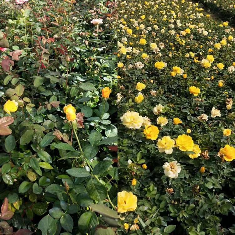 山东大花月季价格大花月季基地打造花海四季工程详情咨询【江瑞园艺】