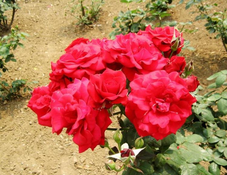 丰花月季基地青州丰花月季价格丰花月季供应商