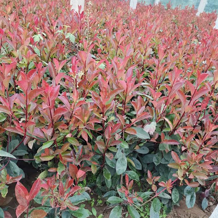 启景供应红叶石楠 山东红叶石楠绿化苗种植商 红叶石楠批发价格