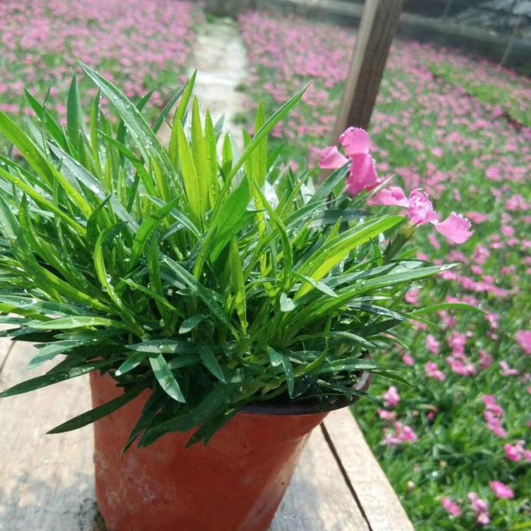 万亩花田欧石竹价格   欧石竹报价 欧石竹基地