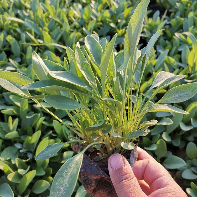 金鸡菊营养钵苗 批售金鸡菊【启景】基地出售金鸡菊