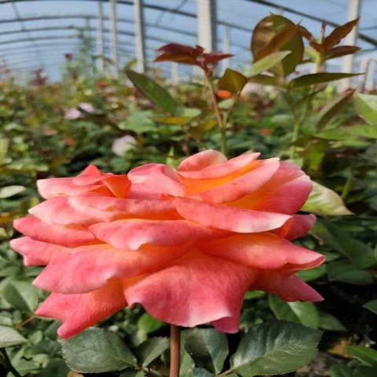 月季盆栽 花海用苗 种植基地  森木花卉