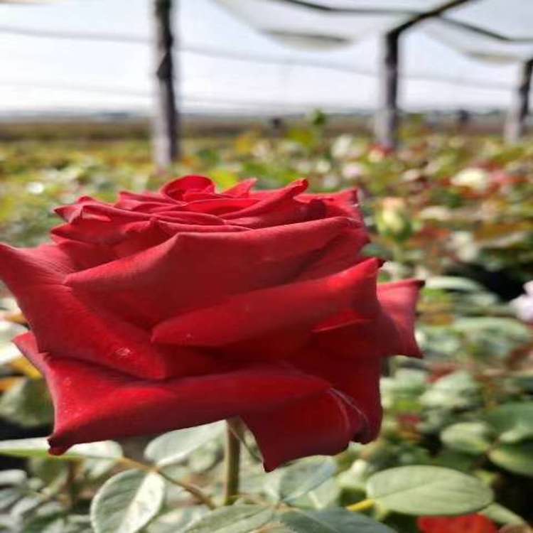 月季供应  月季观赏 大花月季  大量供应