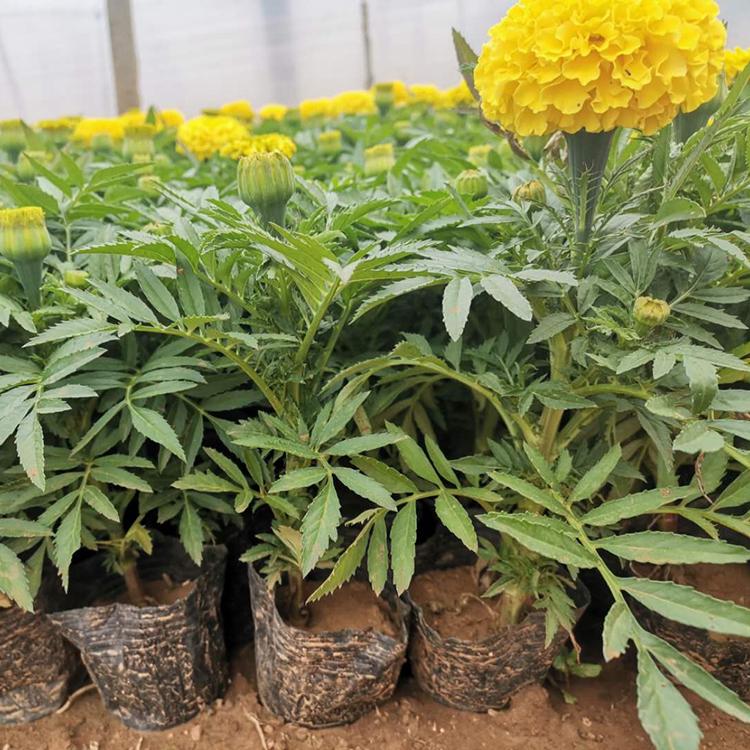 万寿菊基地 山东万寿菊价格 万寿菊批发商