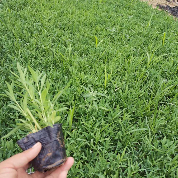 现货直销五彩石竹  五彩石竹批发基地 青州启景花卉-时令草花供应