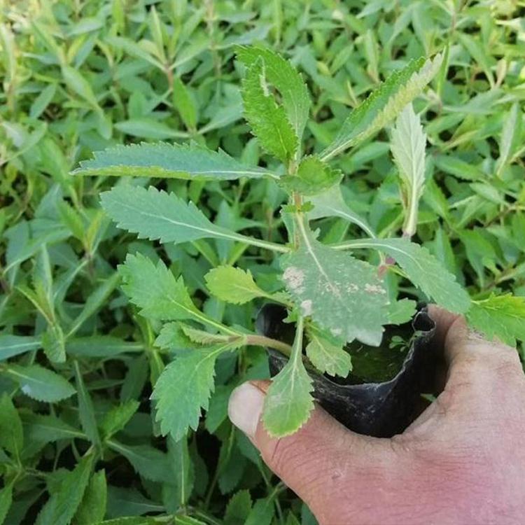 马鞭草供货商 青州马鞭草 我苗圃批发
