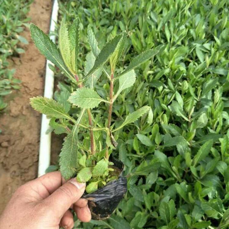 马鞭草销售 青州柳叶马鞭草杯苗 基地供应