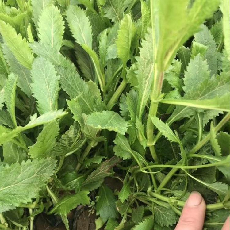 花海品种马鞭草  马鞭草小苗 马鞭草培育基地  腾东