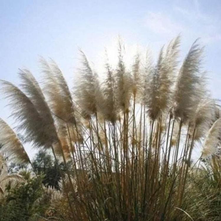 芦苇小苗报价 量大优惠 芦苇小苗