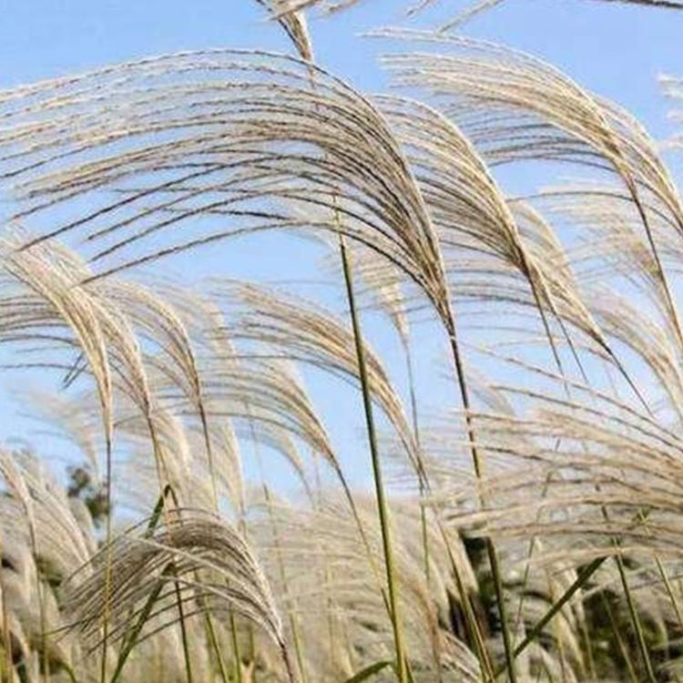 基地推荐 芦苇 芦苇批发价格