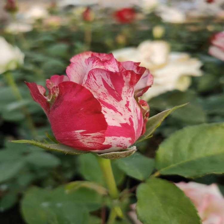 月季观赏  月季价格  花苗供应  现货出售