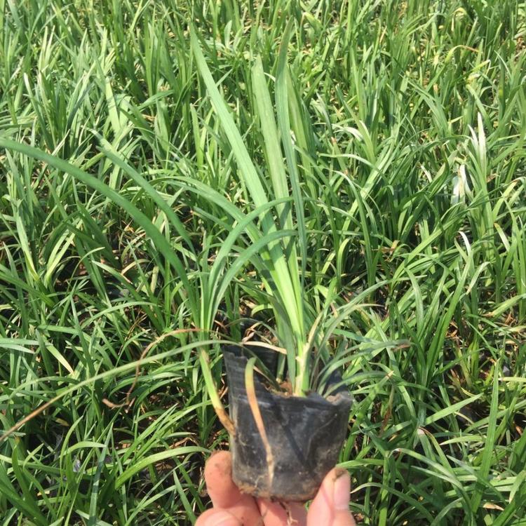 麦冬杯苗报价 基地直售 青州草花批发