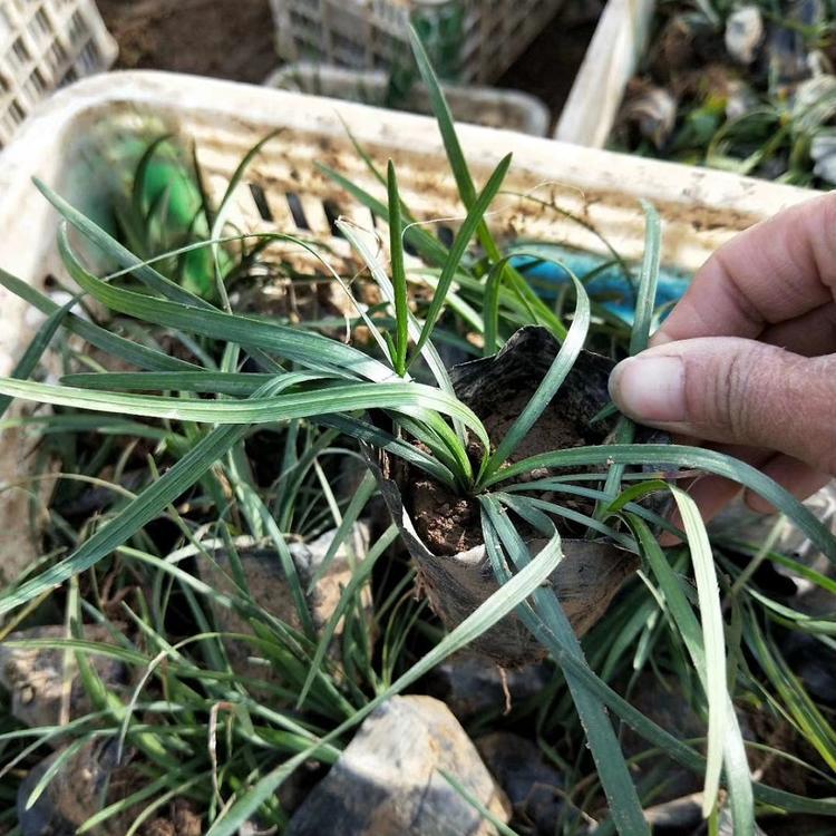 山东草花基地 快销好苗 麦冬行情