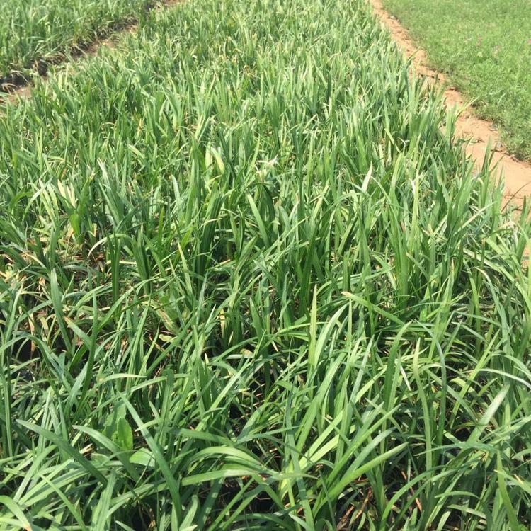 麦冬种植基地 我苗圃批发 宿根草花直销