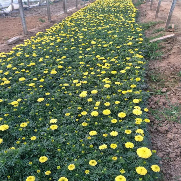 万寿菊批发 时令草花 种苗培育
