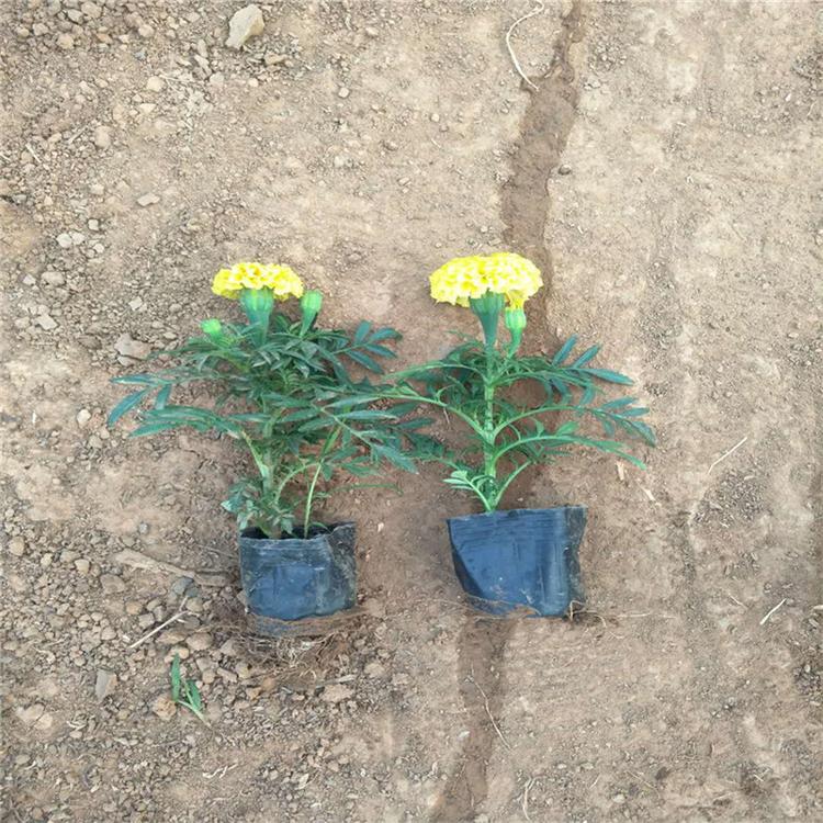 地被植物万寿菊 花海苗 草花种植