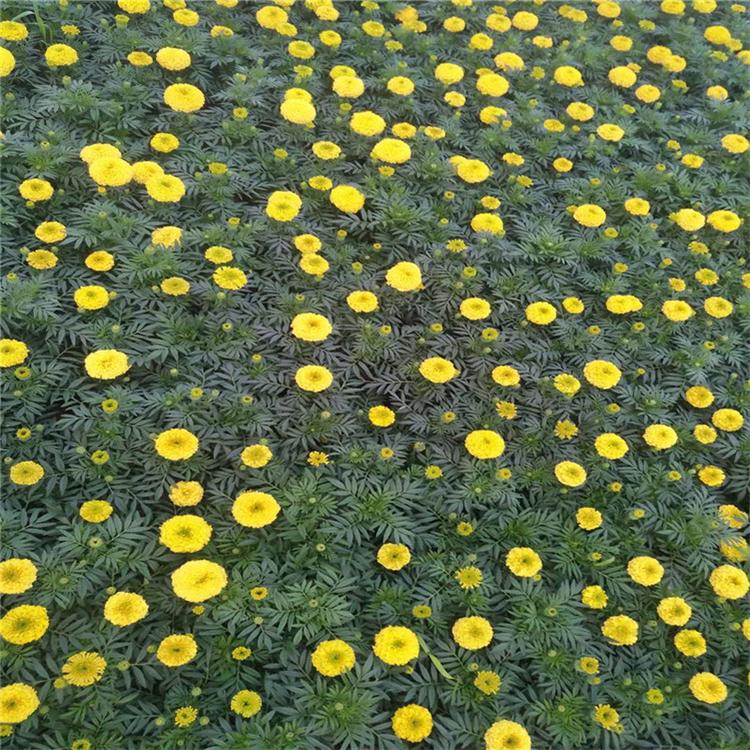 万寿菊绿化苗 设计草花 花卉市场