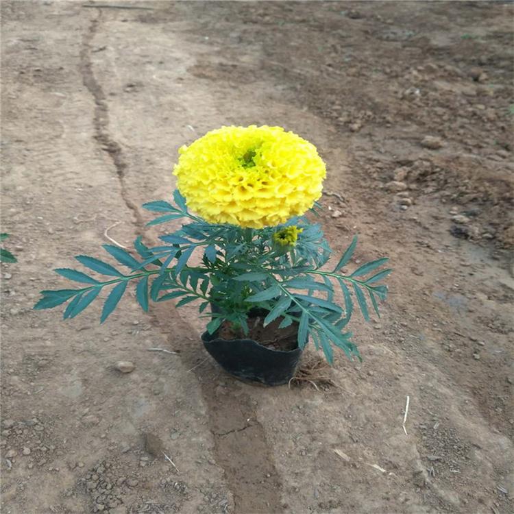 绿化工程用苗 万寿菊培育基地-承玉花卉