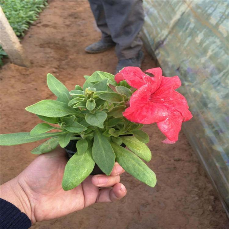 牵牛种苗 花卉基地 量大从优
