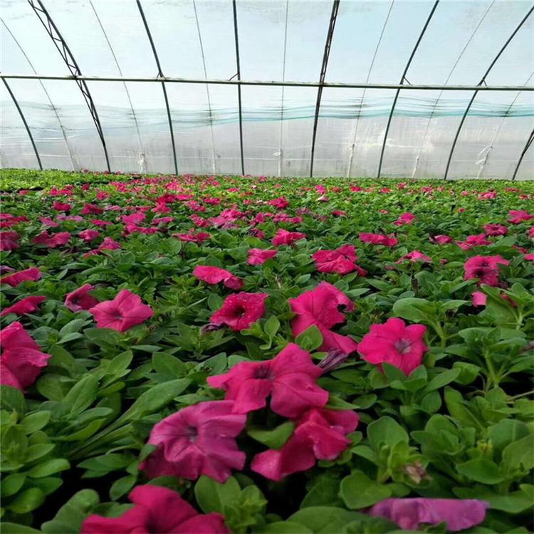 批发零售 常年种植牵牛 垂钓矮牵牛