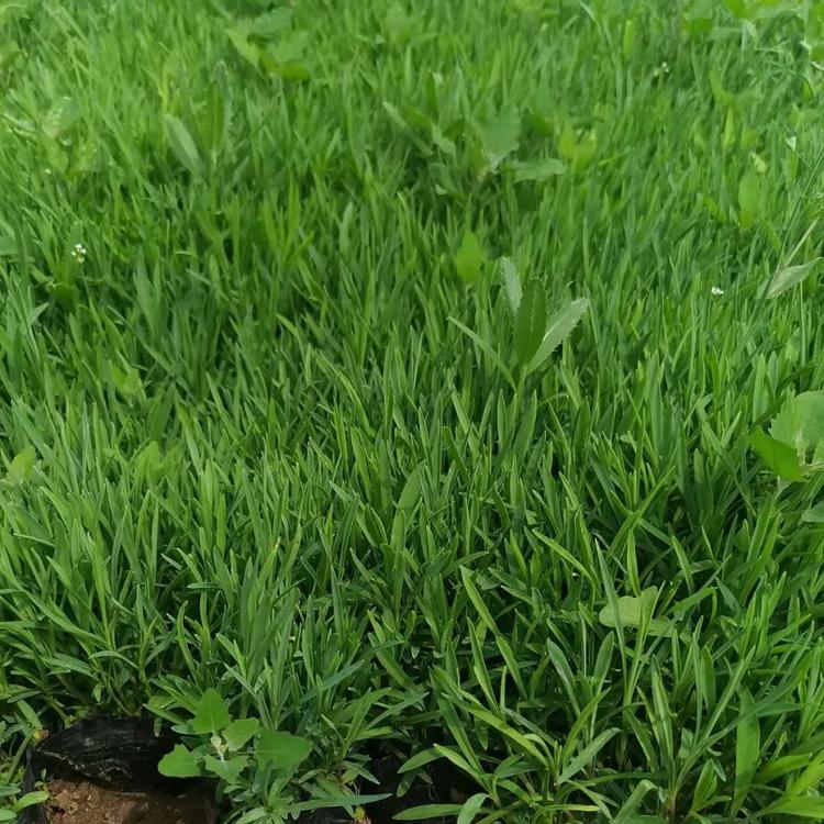 地被石竹批发价格地被石竹供应小苗常夏石竹种植基地常夏石竹报价批发