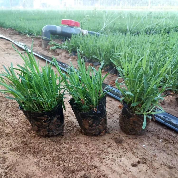 常夏石竹批发价格常夏石竹供应小苗地被石竹种植基地地被石竹报价批发