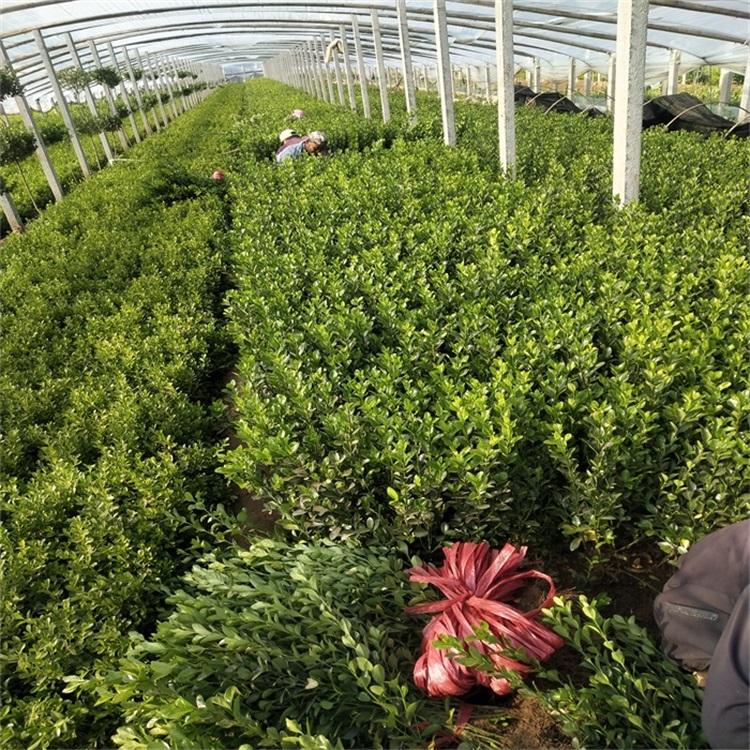 供应山东小区绿化苗木常用苗木基地地被灌木时令草花宿根草花供应江瑞园艺一手供应欢迎致电选购