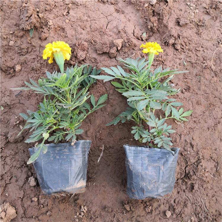 孔雀草道路绿化 承玉花卉 苗圃直供