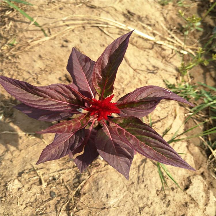 鸡冠花的价格 时令草花批发 草花批发