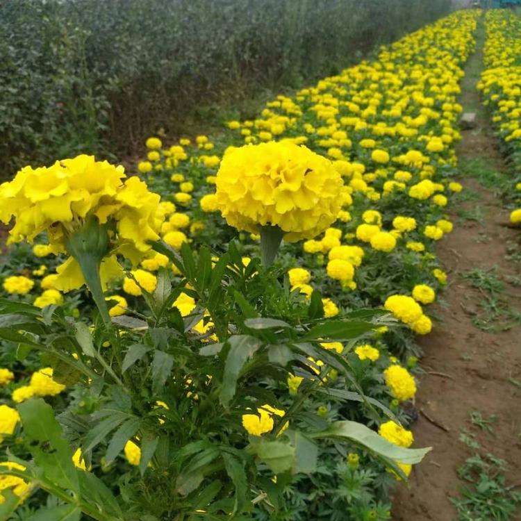 山东孔雀草基地青州孔雀草价格公园庭院绿化花卉供应商