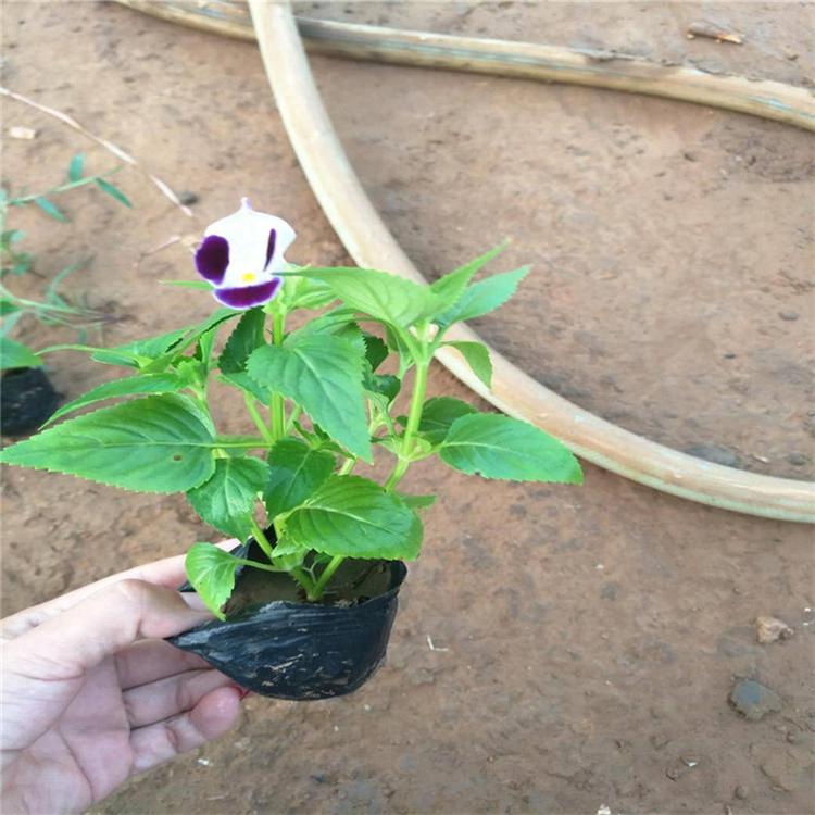 夏堇时令草花 净化空气 承玉草花