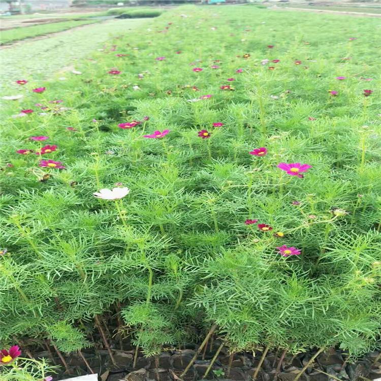 波斯菊价格山东波斯菊基地波斯菊小苗