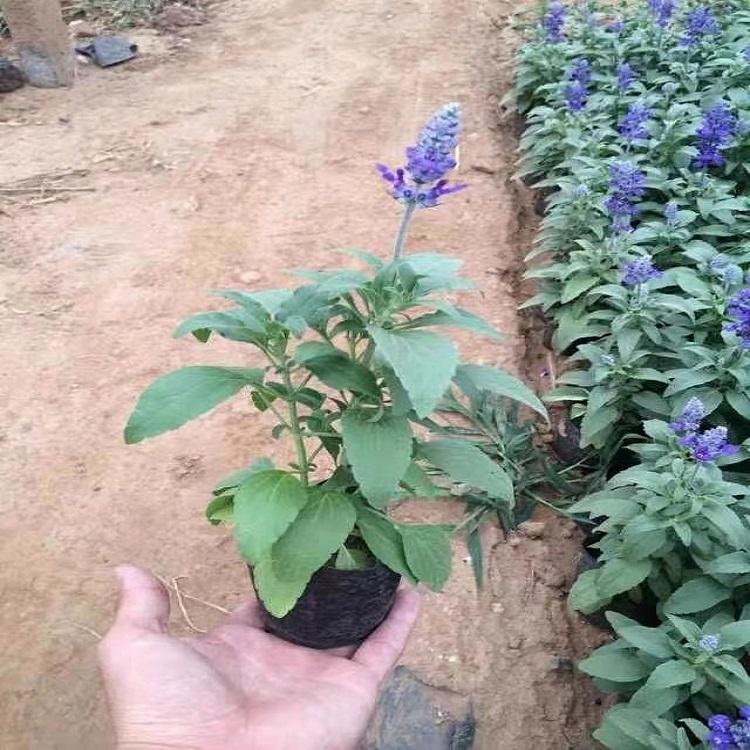 草花鼠尾草 基地直销鼠尾草 多年培育种植 鼠尾草批发商
