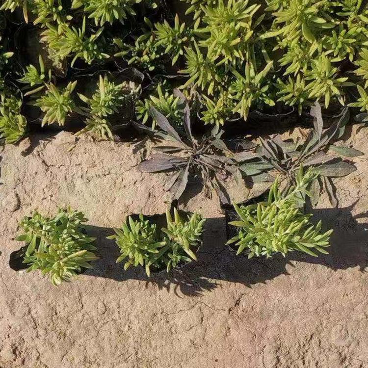 树庆佛甲草-种植基地 佛甲草批发价 报价实惠推荐