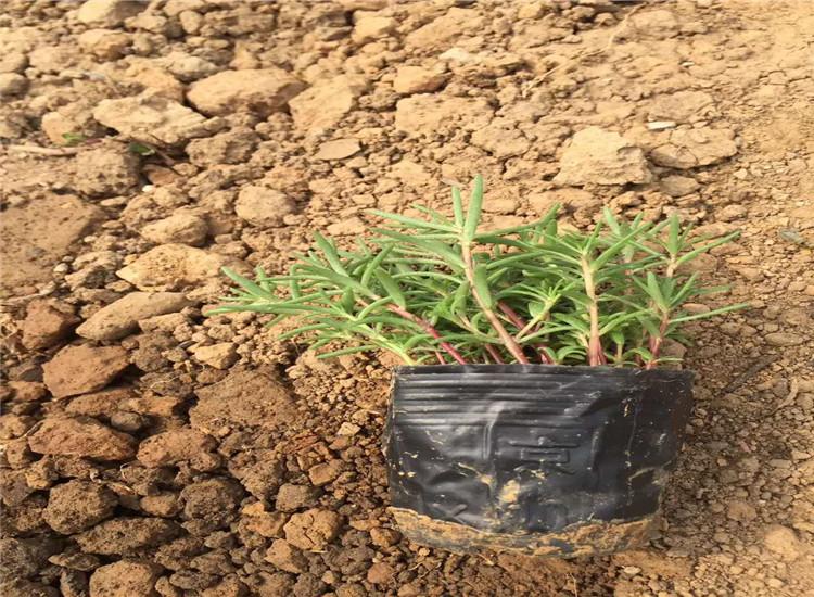 半枝莲基地半枝莲价格青州半枝莲供应商半枝莲花坛花境花海专用苗